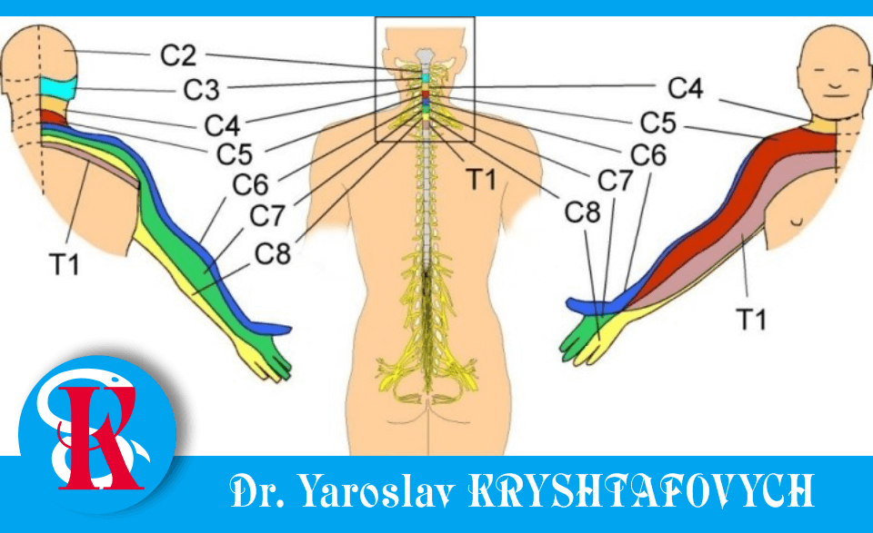 Зони інервації шийних корінців